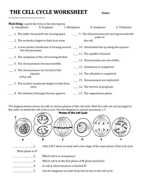 The Eukaryotic Cell Cycle And Cancer Overview Worksheet Answers